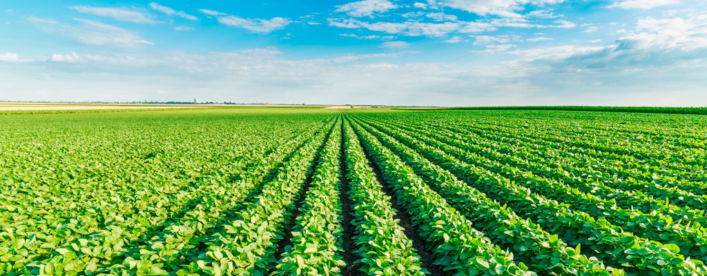 Lavoura de soja