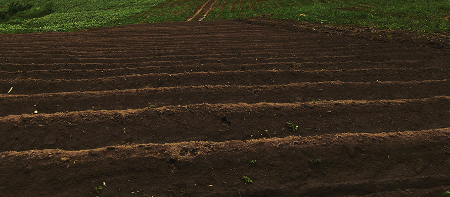 Fertilizante Orgânico